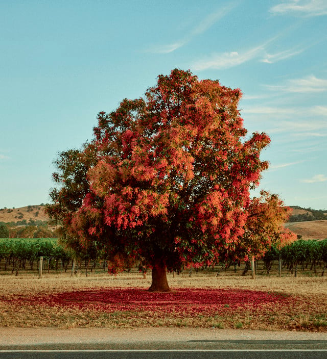 Autumn in South Australia