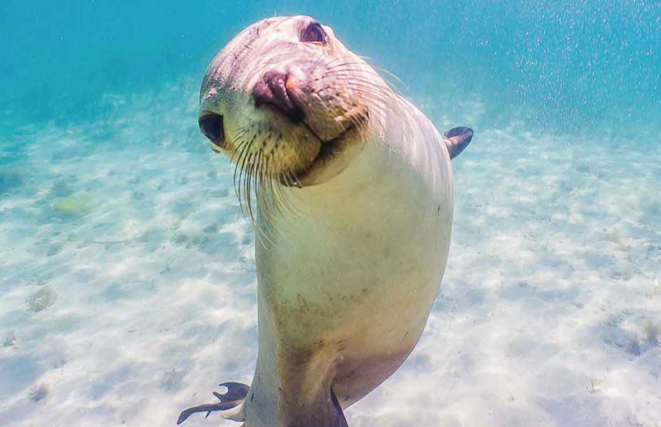 Swim with sealions experience