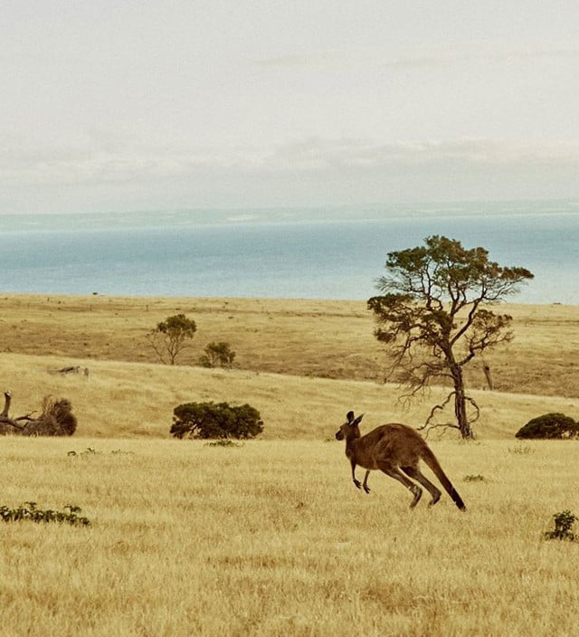 Things to do in the Fleurieu Peninsula 