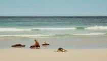 Kangaroo Island