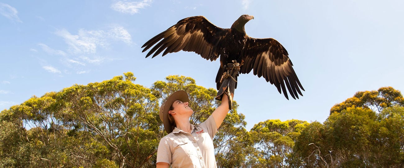 Raptor Domain