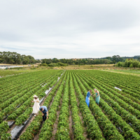 people walking through a field, between rows of green bushes picking strawberries